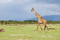 Manyara giraf00